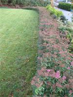 Rosespirea : Det finnes en rekke forskjellige sorter rosespirea som kan benyttes som hekk. Den vanligste er "Anthony Waterer" (avbildet) I tillegg finnes det sorter som er tofarget (rosa og hvite og hvite. De fleste blir rundt 1 meter . Disse bør klippes for at de skal bli tette og fine. Disse sortene benyttes som regel som frittvoksene hekk. Rosespirea