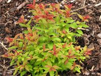 Japanspirea : En gruppe hvor forskjellige sorter egner seg til lave hekker eller avgrensinger. Bildet viser en av våre favoritter "Magic Carpet" men det finnes en rekke andre som egner seg, blant annet den kanskje mer kjente "Little Princess" De bør beskjæres årlig for å oppnå en kompakt og fin vekstform. Relativt blomsterrike. Japanspirea
